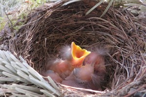 birds-nest-341322_1280