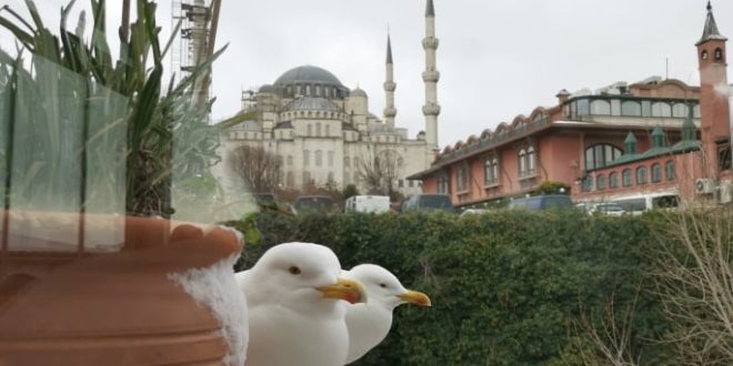 Стамбульская солянка
